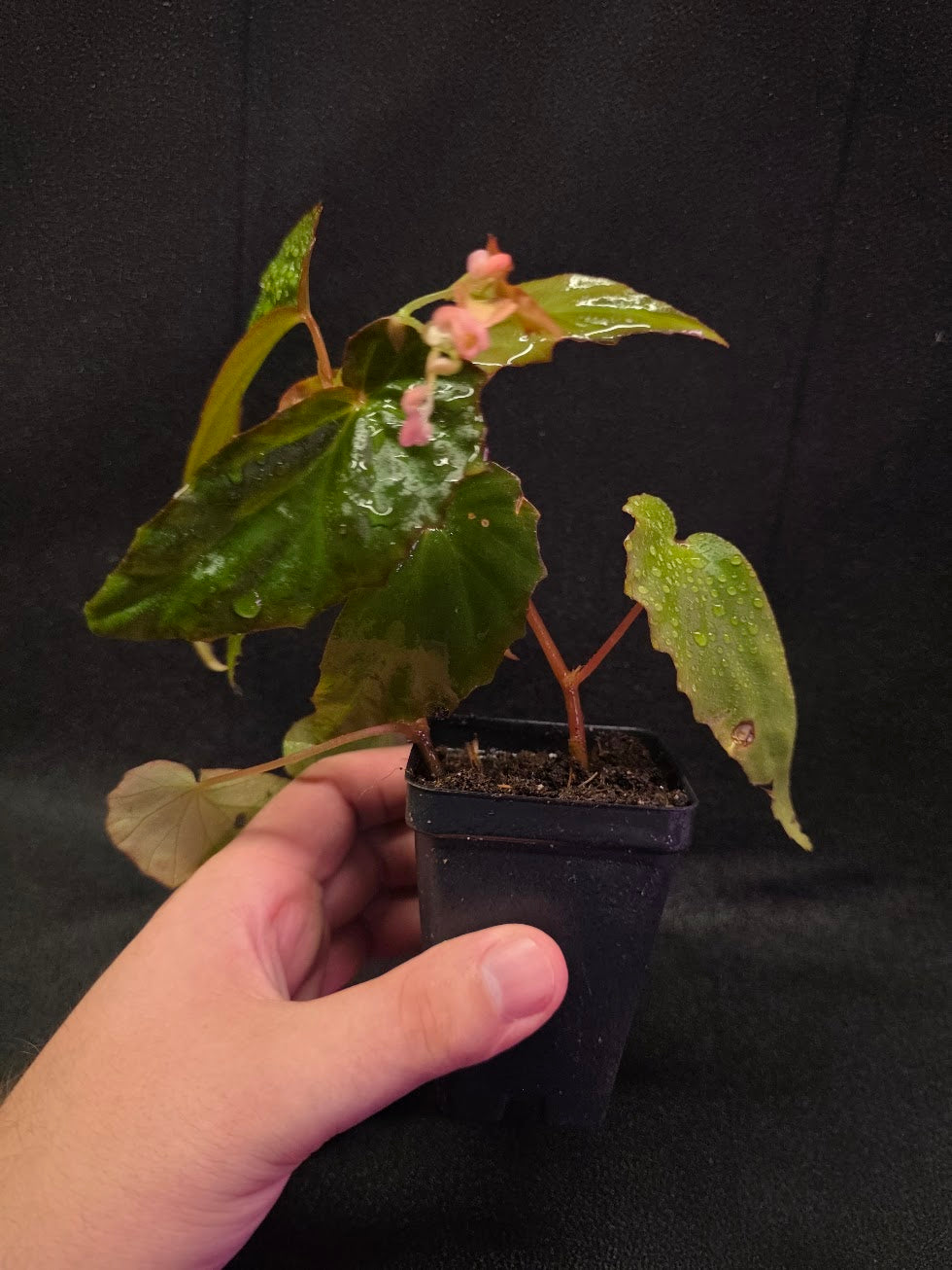 Begonia Sp. Borneensis #01