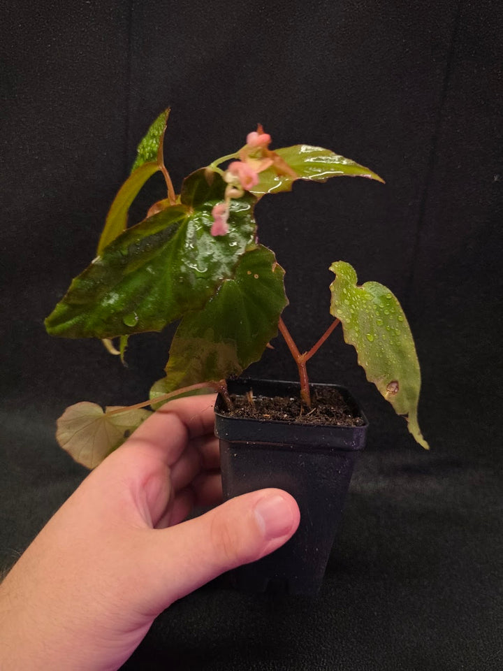 Begonia Sp. Borneensis #01