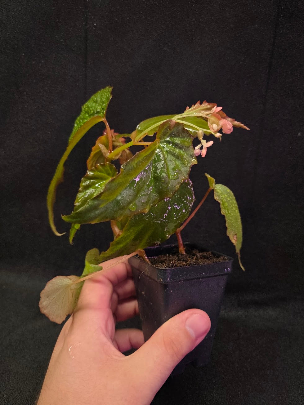 Begonia Sp. Borneensis #01