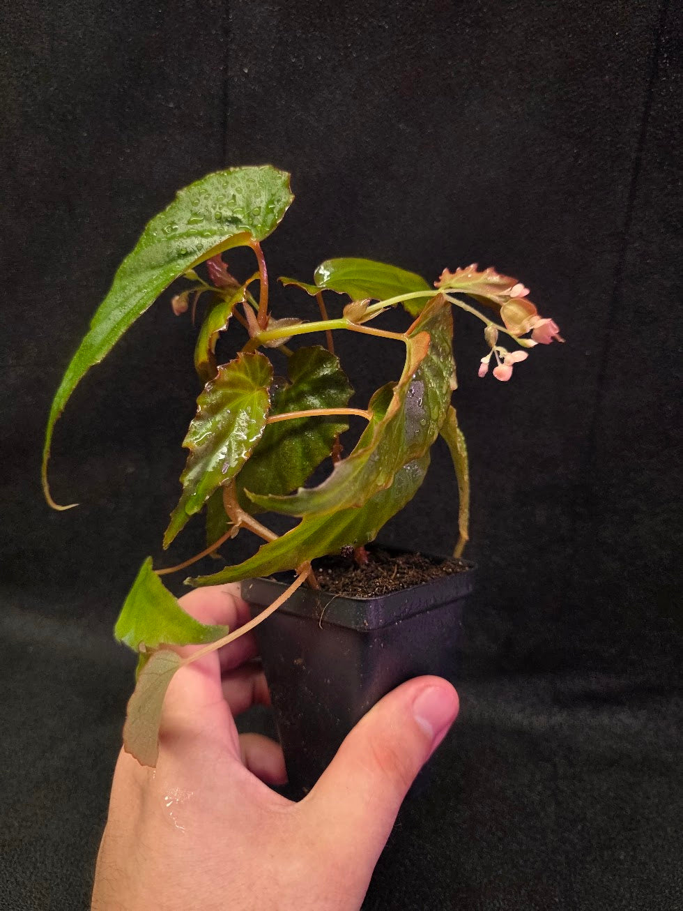 Begonia Sp. Borneensis #01
