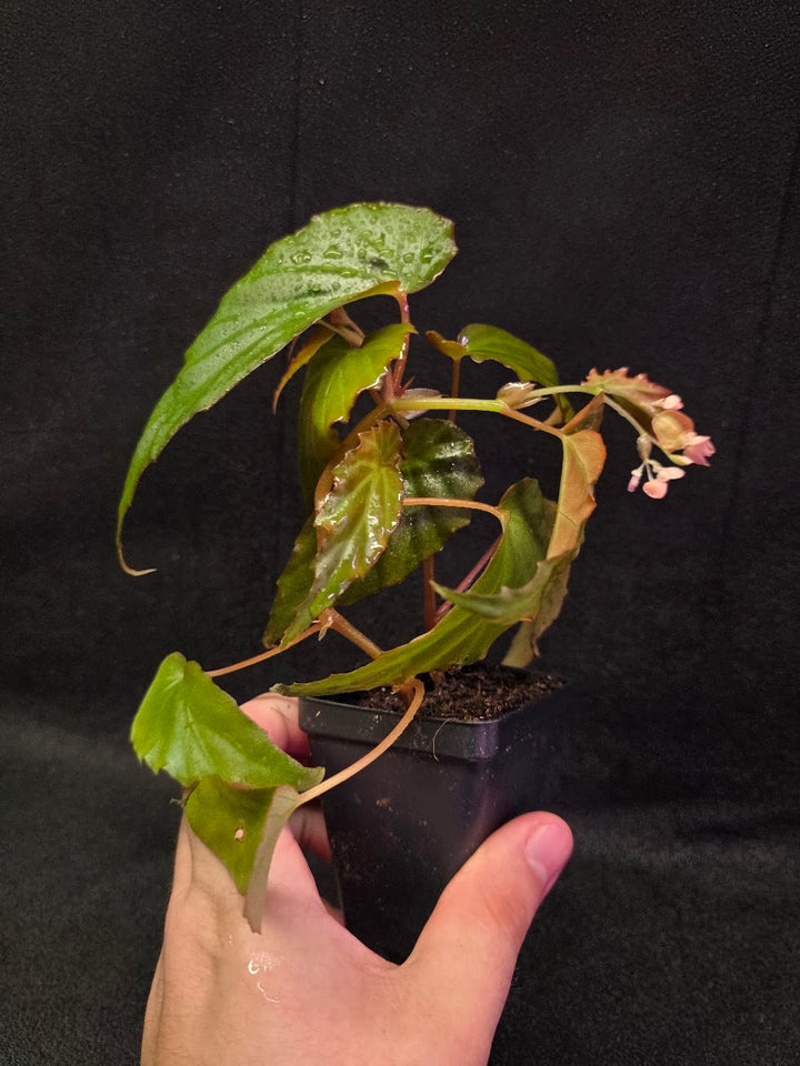Begonia Sp. Borneensis #01