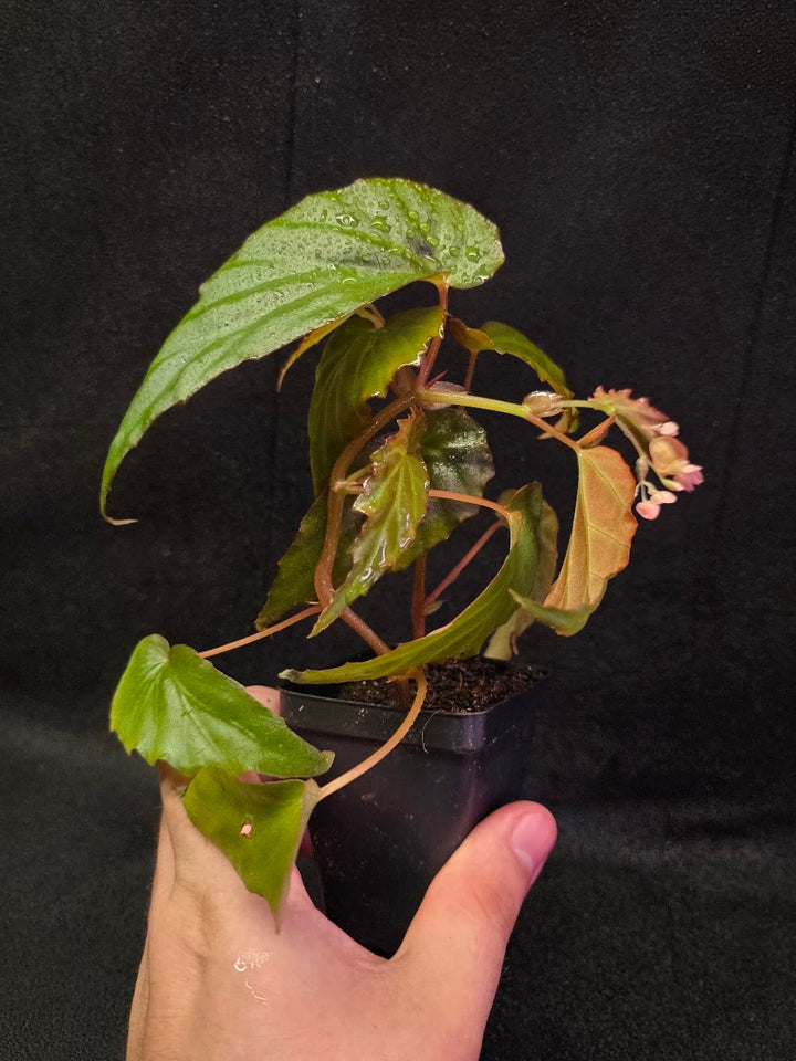 Begonia Sp. Borneensis #01