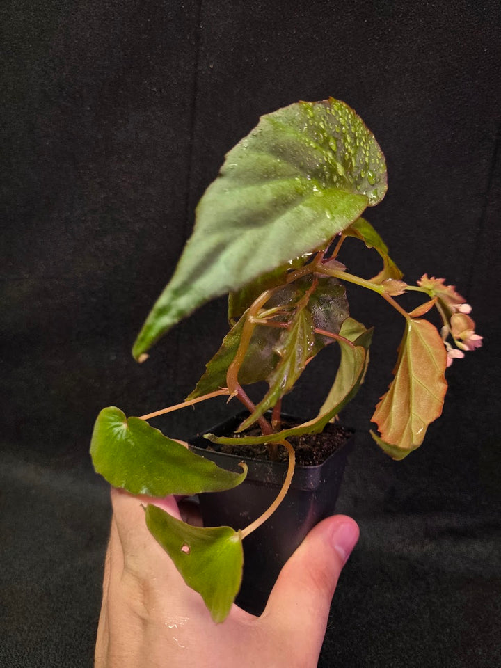 Begonia Sp. Borneensis #01