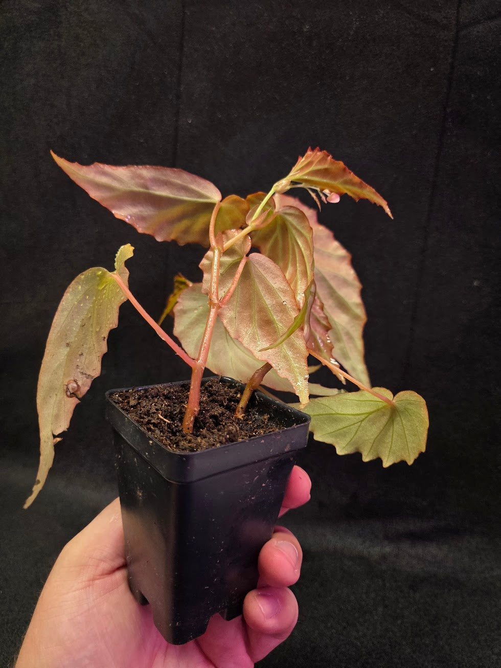 Begonia Sp. Borneensis #01