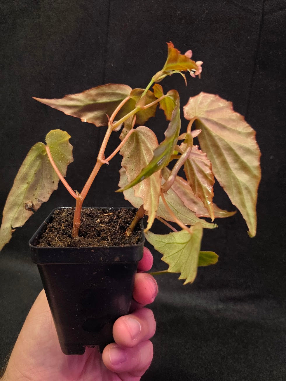 Begonia Sp. Borneensis #01