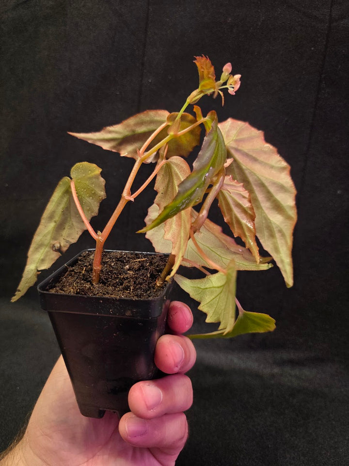 Begonia Sp. Borneensis #01