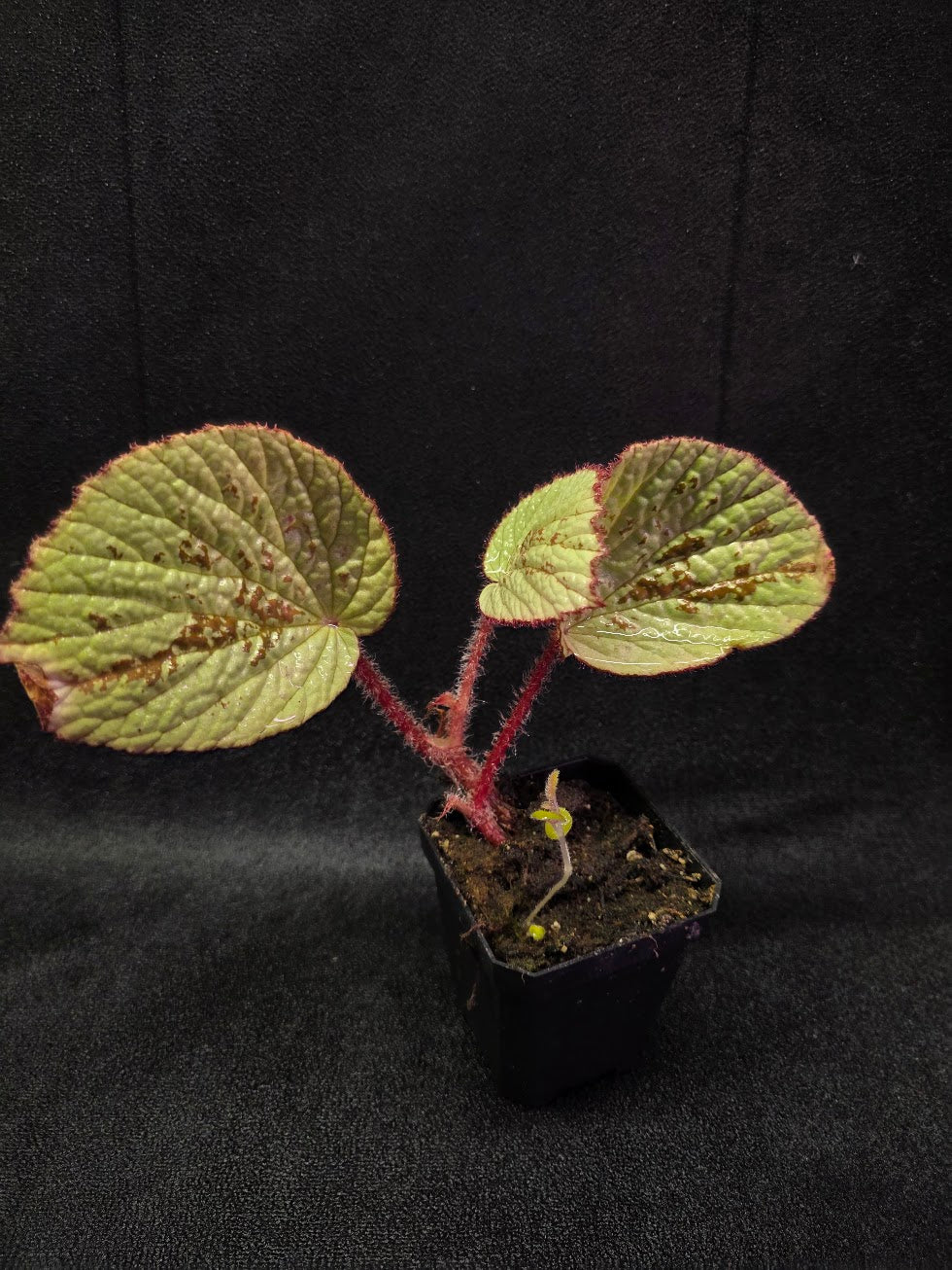 Begonia Hoiosericeoides #01