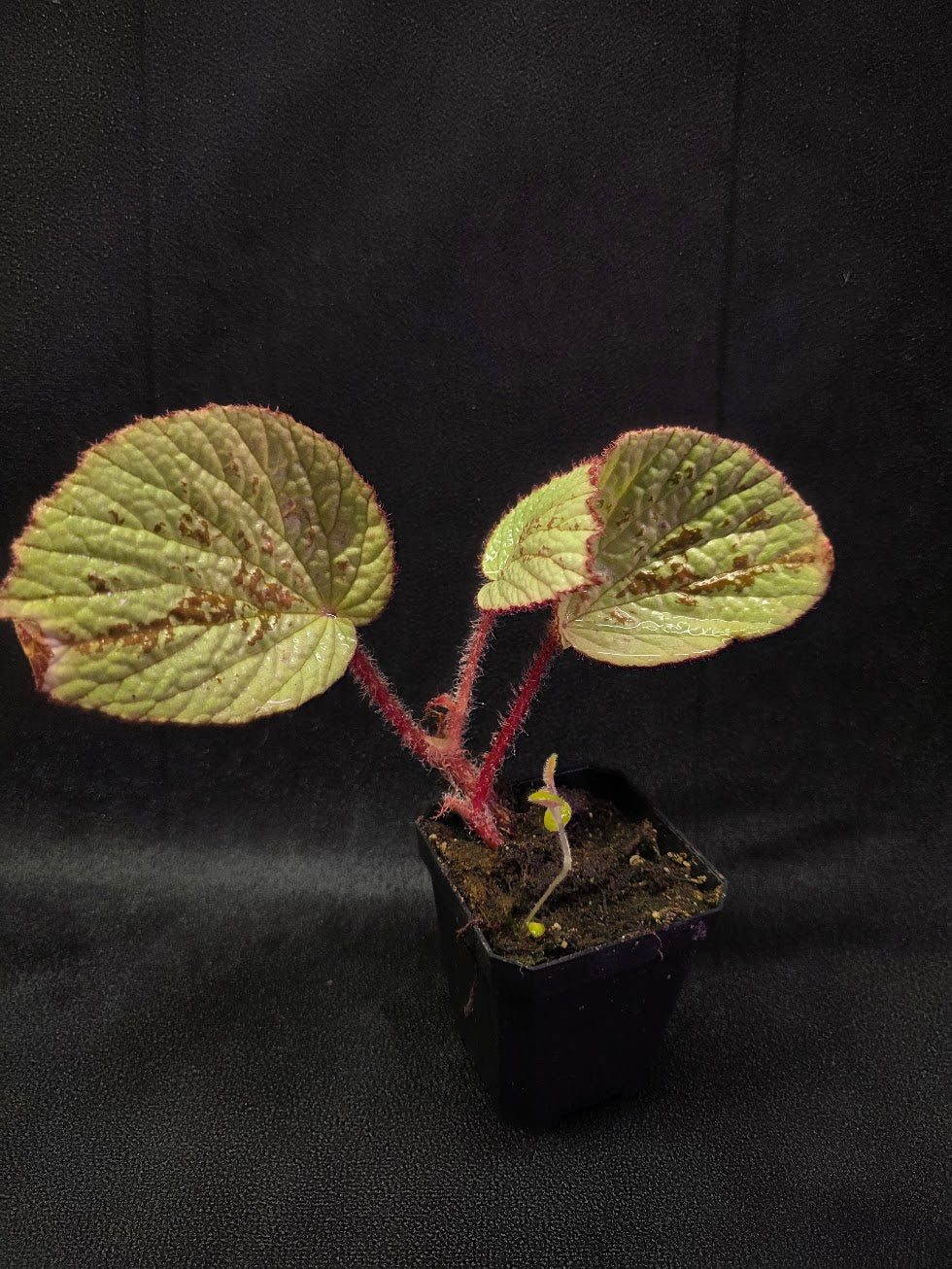 Begonia Hoiosericeoides #01