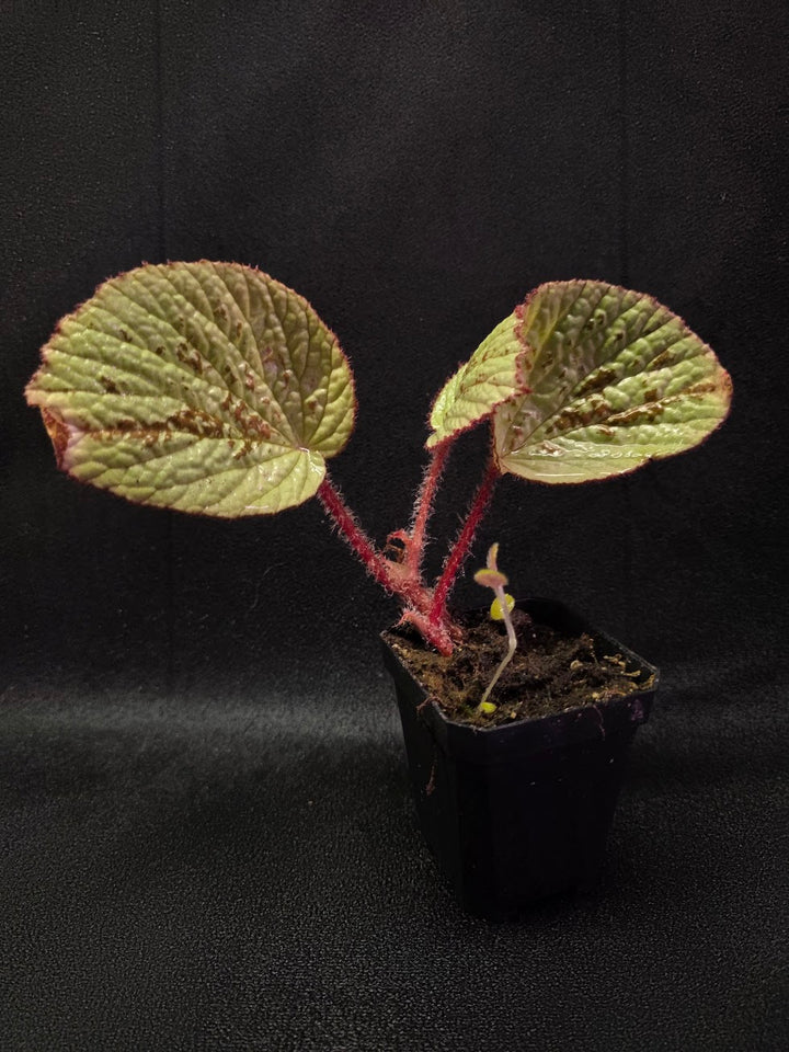 Begonia Hoiosericeoides #01