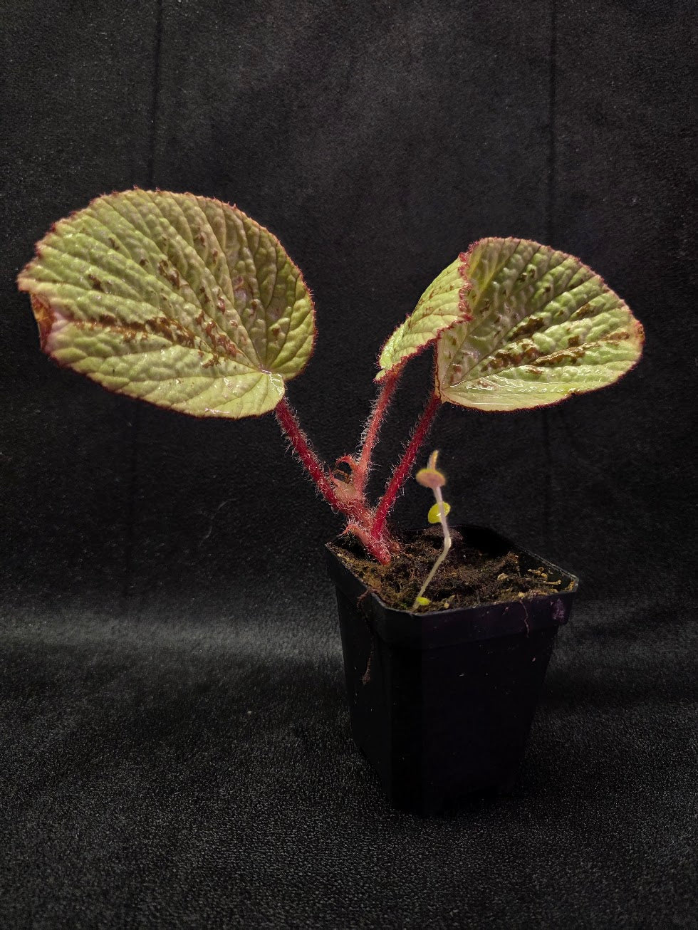 Begonia Hoiosericeoides #01