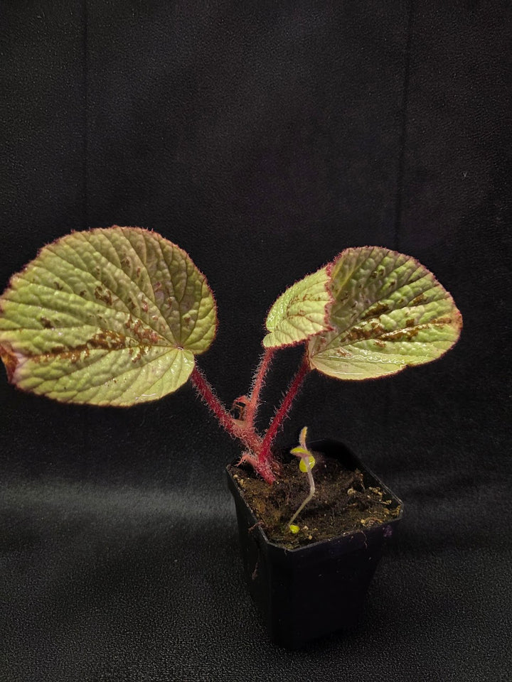 Begonia Hoiosericeoides #01
