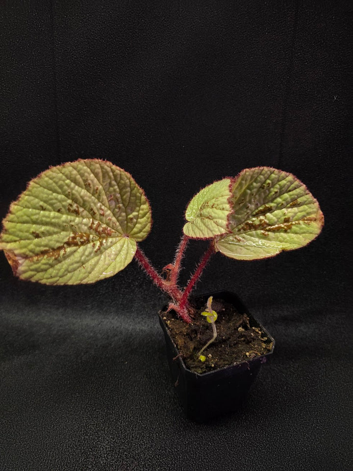 Begonia Hoiosericeoides #01