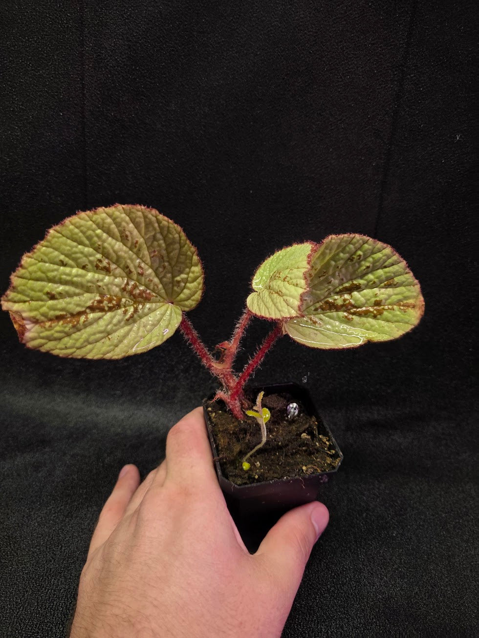 Begonia Hoiosericeoides #01