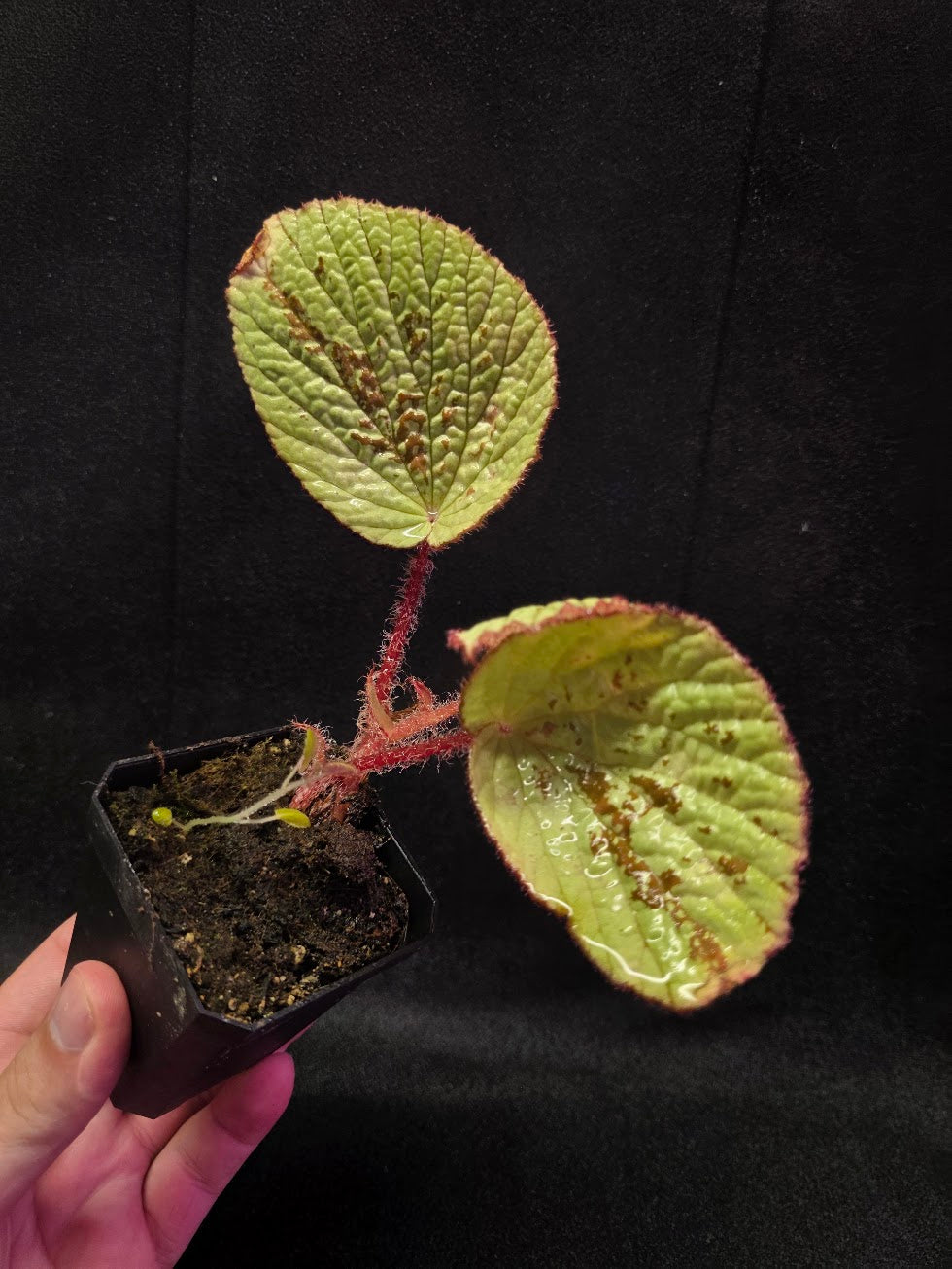 Begonia Hoiosericeoides #01