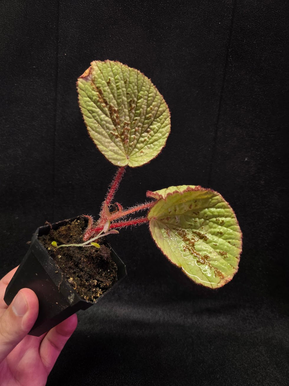 Begonia Hoiosericeoides #01