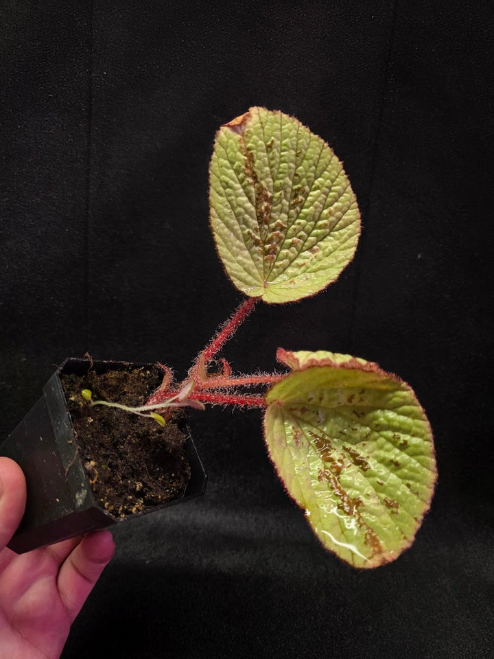 Begonia Hoiosericeoides #01