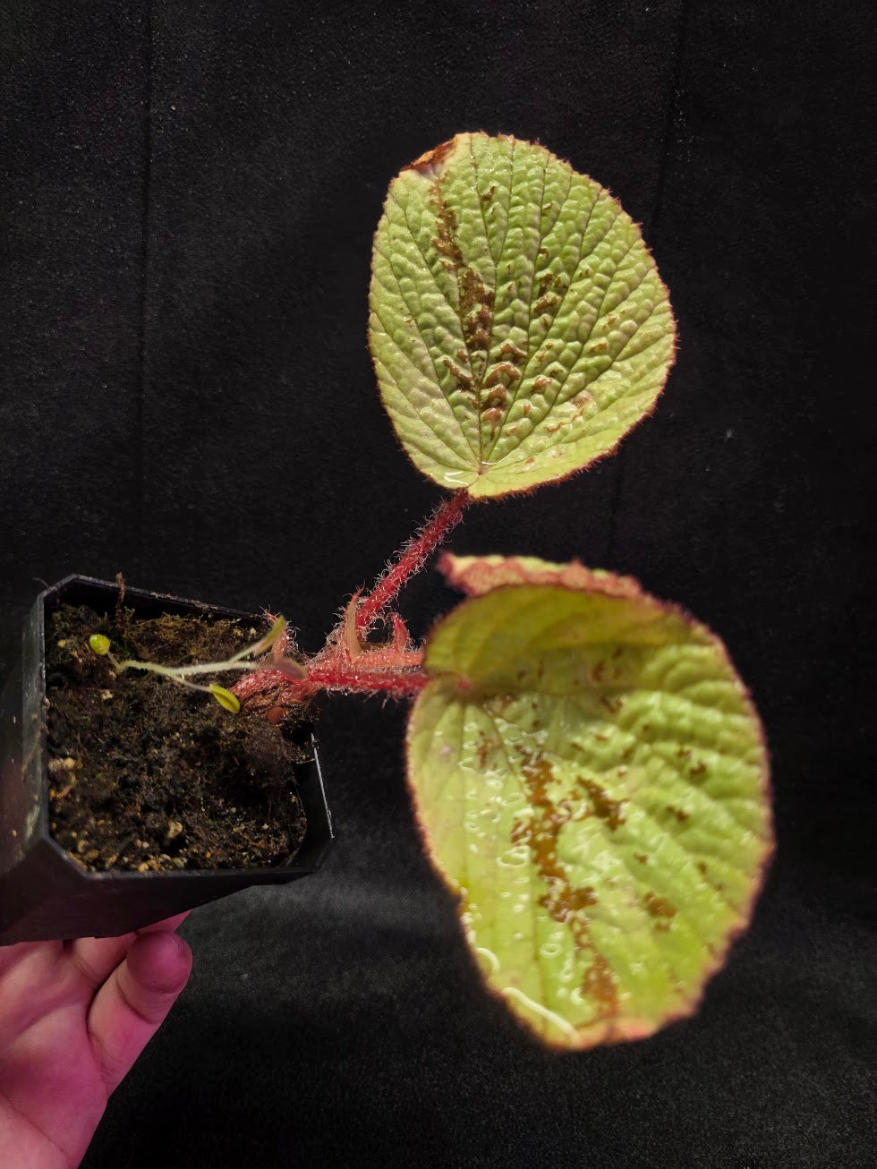 Begonia Hoiosericeoides #01