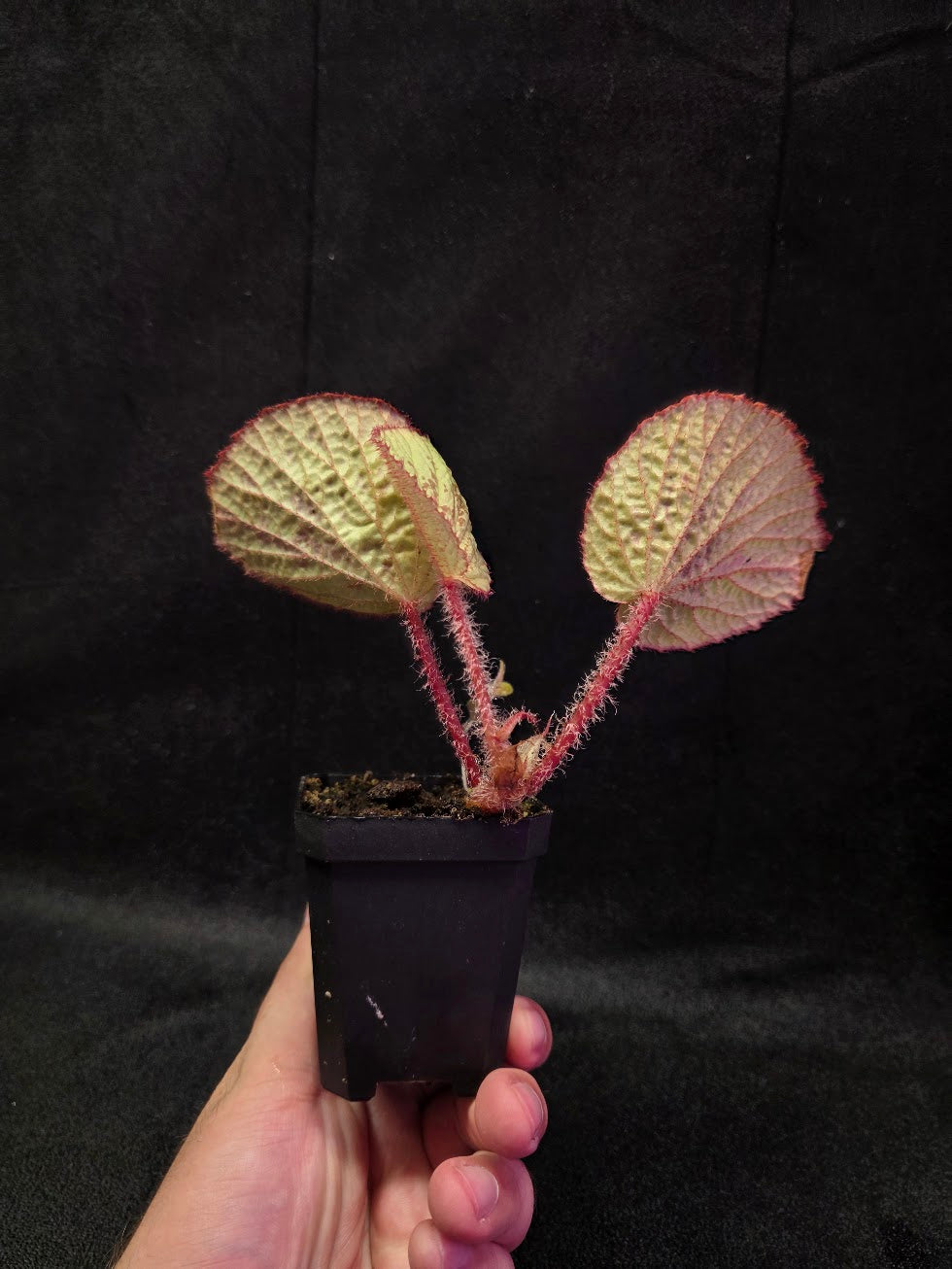 Begonia Hoiosericeoides #01