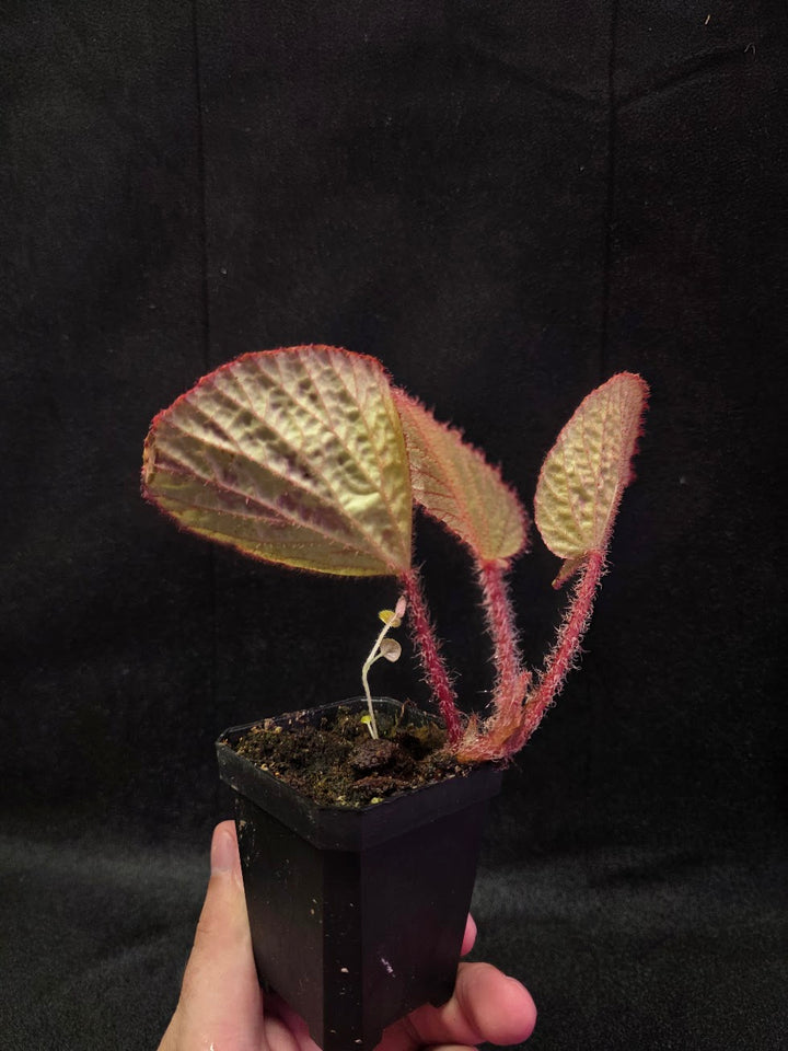 Begonia Hoiosericeoides #01