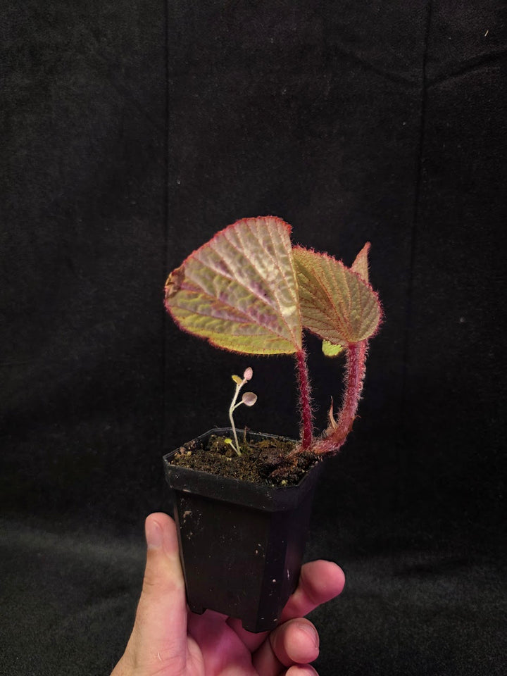 Begonia Hoiosericeoides #01