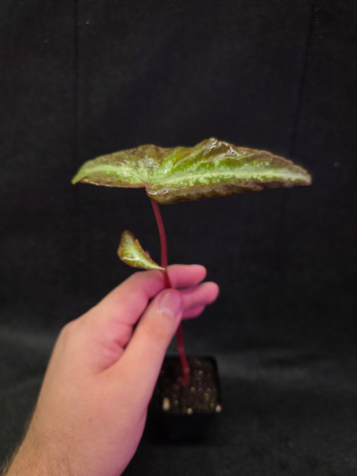 Begonia Variabilis Dragon Wing #01
