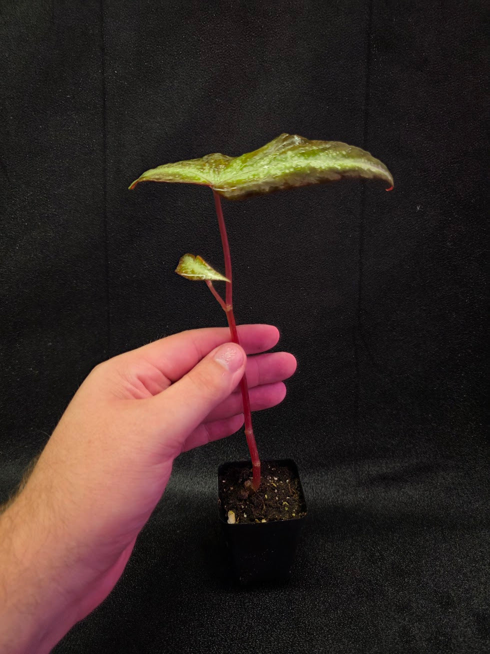 Begonia Variabilis Dragon Wing #01