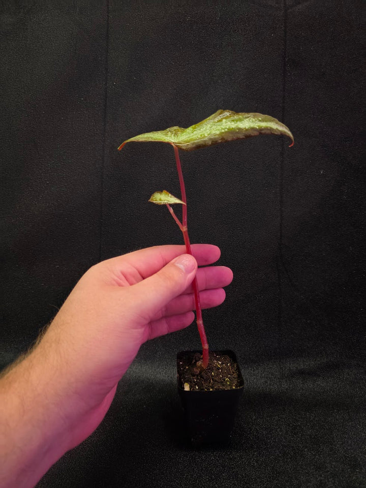 Begonia Variabilis Dragon Wing #01
