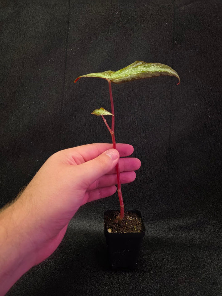 Begonia Variabilis Dragon Wing #01