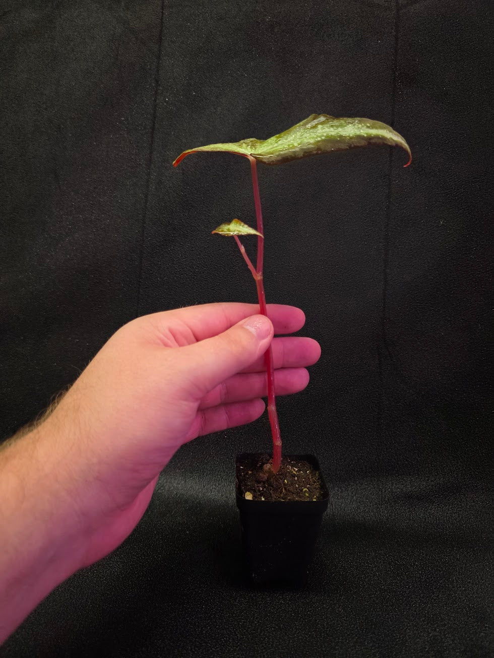 Begonia Variabilis Dragon Wing #01
