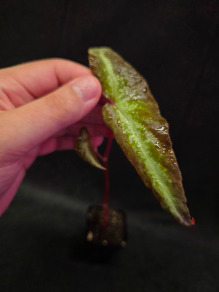 Begonia Variabilis Dragon Wing #01