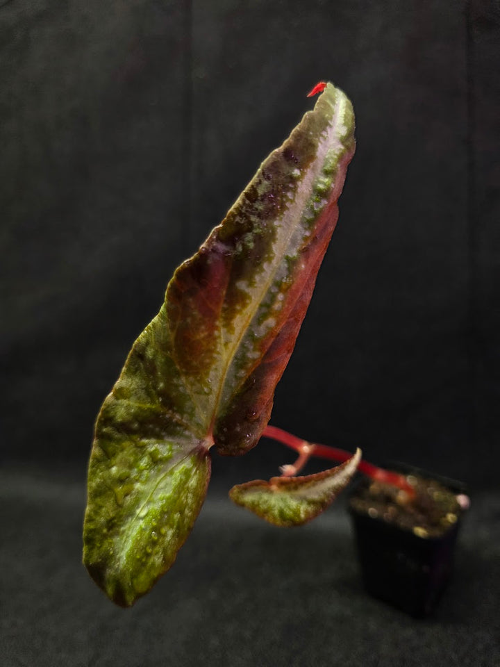 Begonia Variabilis Dragon Wing #01