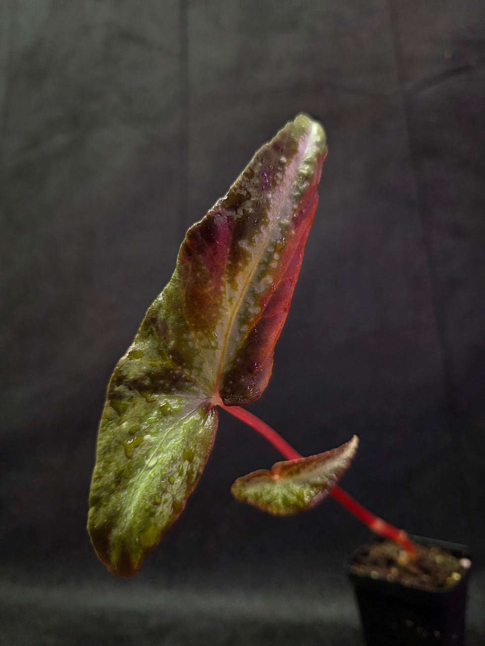 Begonia Variabilis Dragon Wing #01