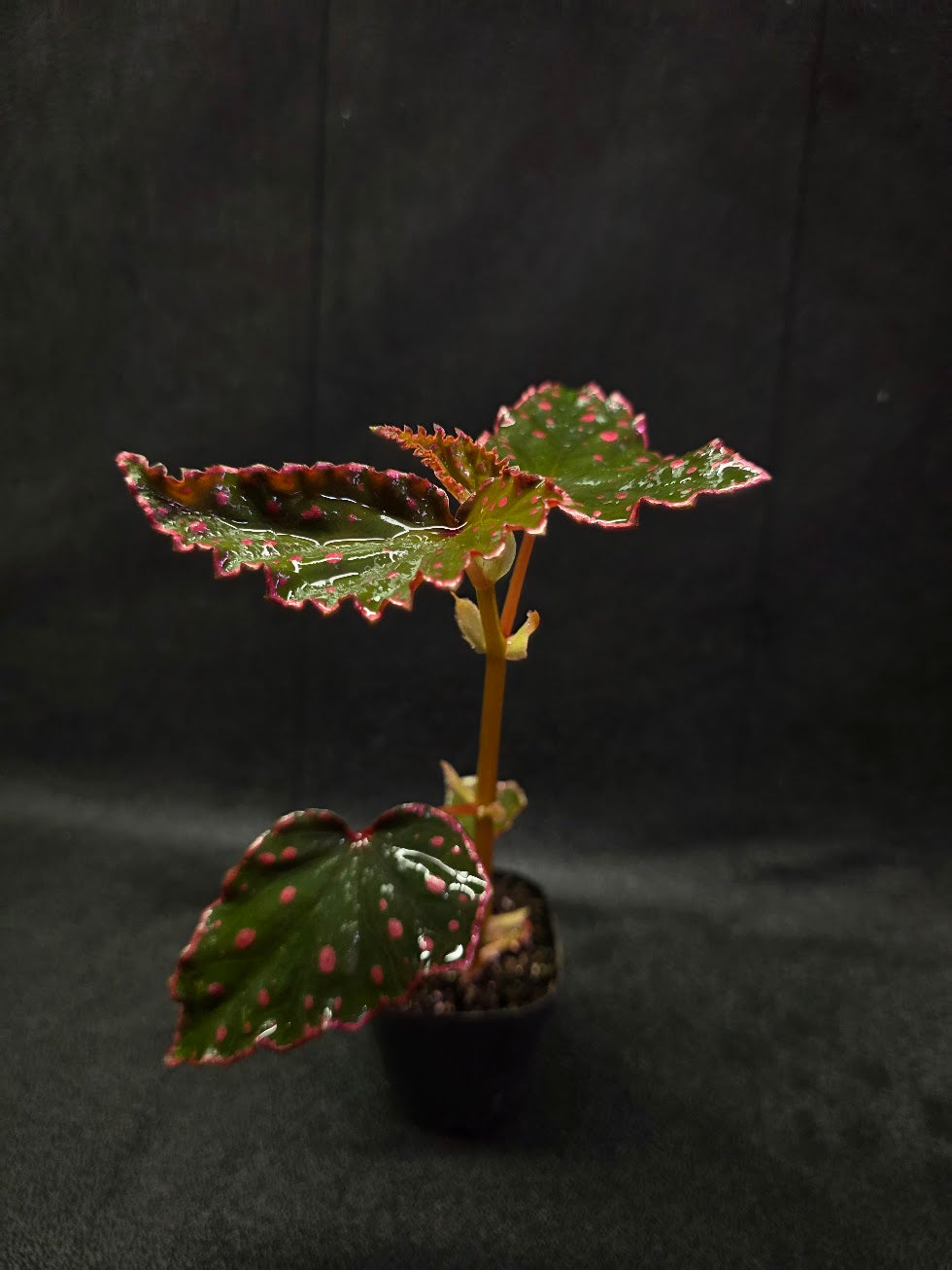 Begonia Amphioxus X Darthvaderiana #01