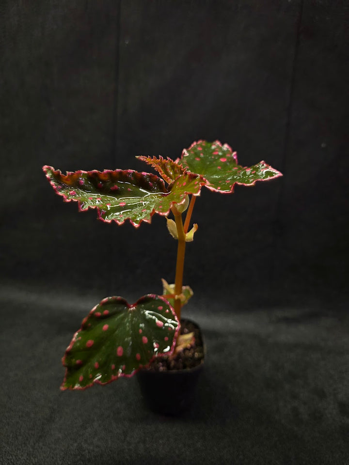 Begonia Amphioxus X Darthvaderiana #01