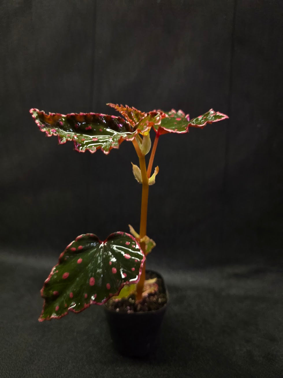 Begonia Amphioxus X Darthvaderiana #01