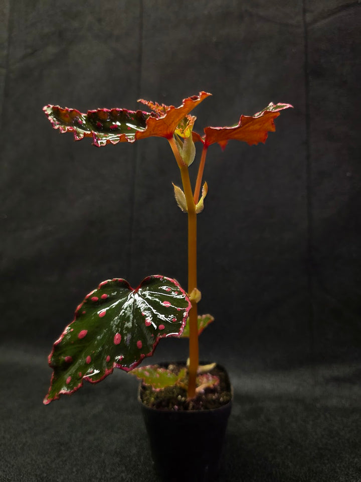 Begonia Amphioxus X Darthvaderiana #01