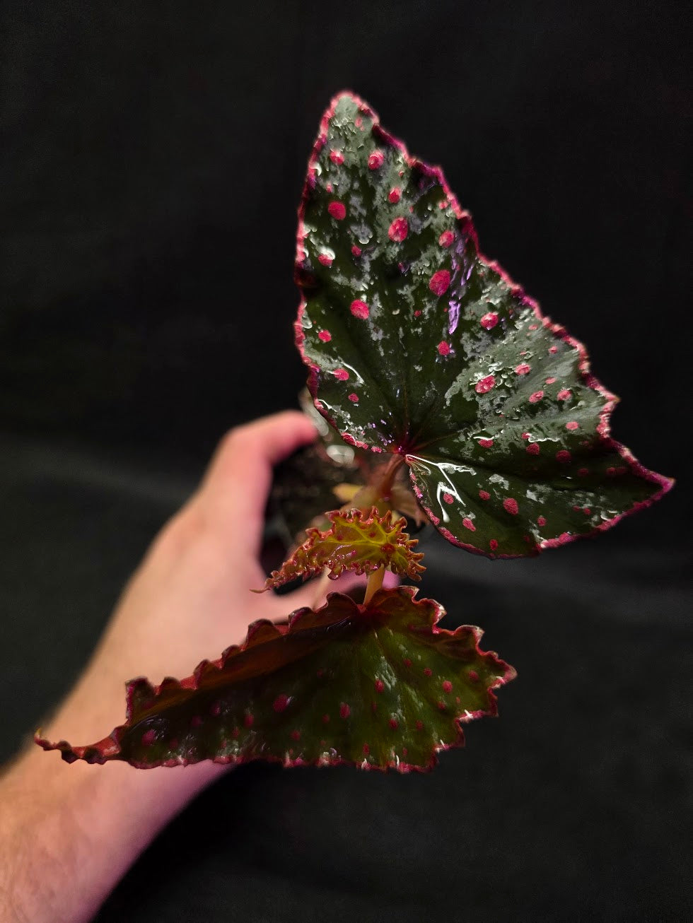 Begonia Amphioxus X Darthvaderiana #01