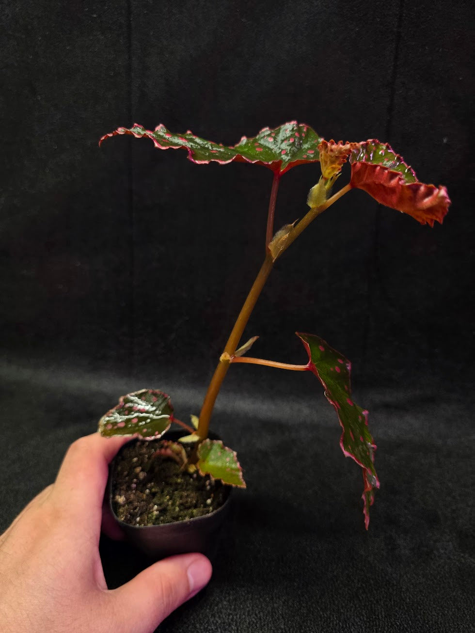 Begonia Amphioxus X Darthvaderiana #01