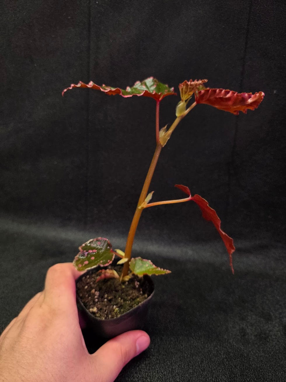 Begonia Amphioxus X Darthvaderiana #01