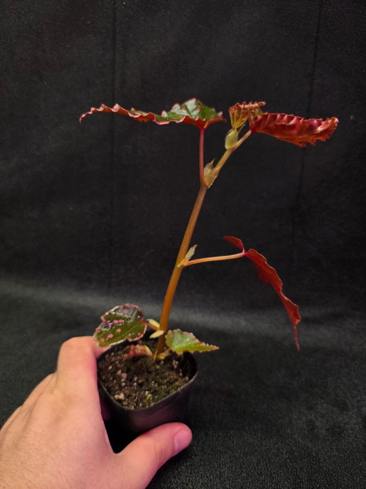 Begonia Amphioxus X Darthvaderiana #01