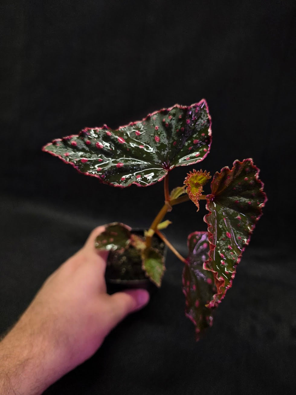 Begonia Amphioxus X Darthvaderiana #01