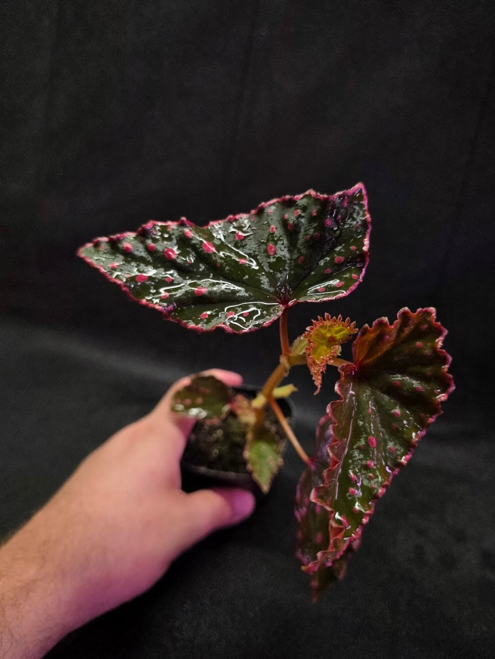 Begonia Amphioxus X Darthvaderiana #01