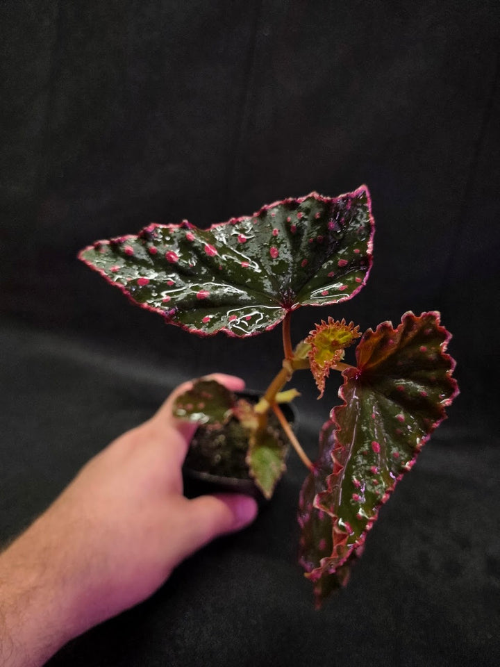 Begonia Amphioxus X Darthvaderiana #01