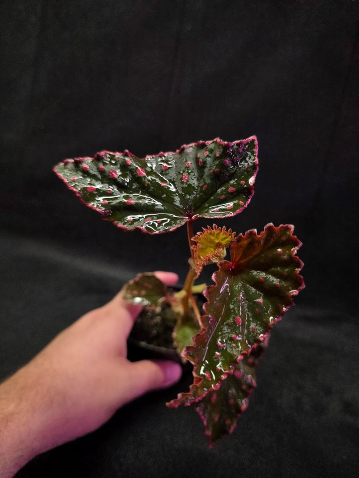 Begonia Amphioxus X Darthvaderiana #01