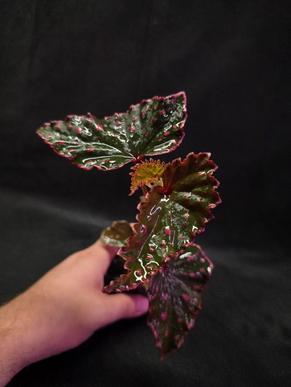 Begonia Amphioxus X Darthvaderiana #01