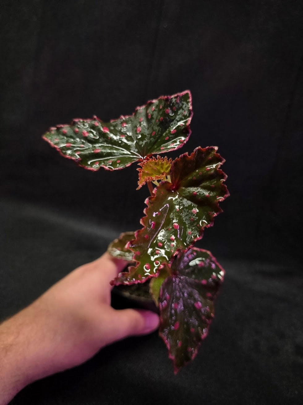 Begonia Amphioxus X Darthvaderiana #01