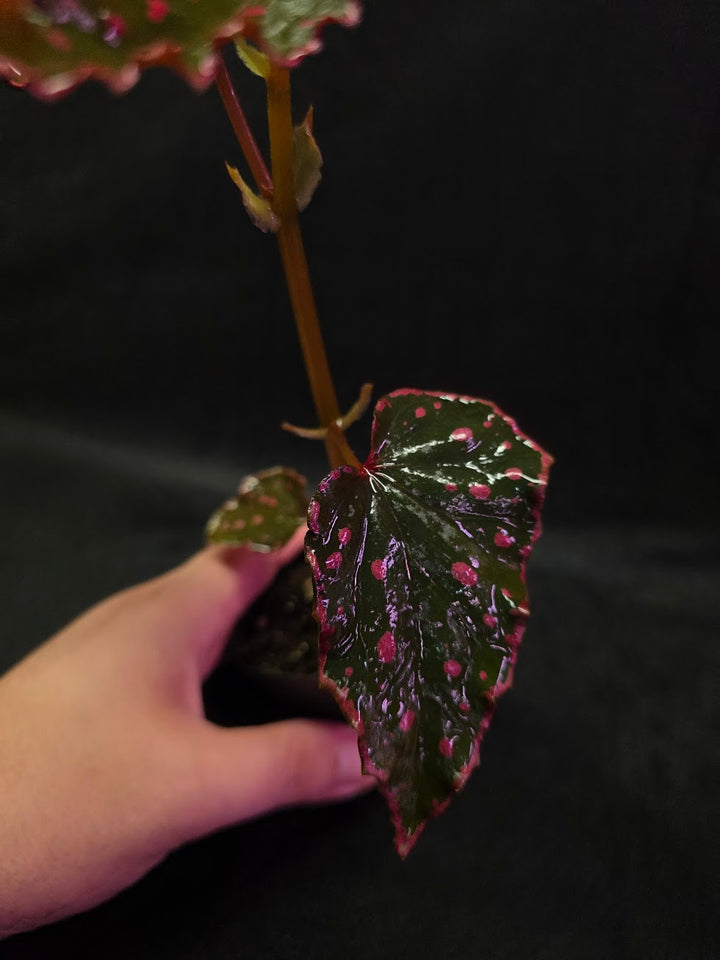 Begonia Amphioxus X Darthvaderiana #01