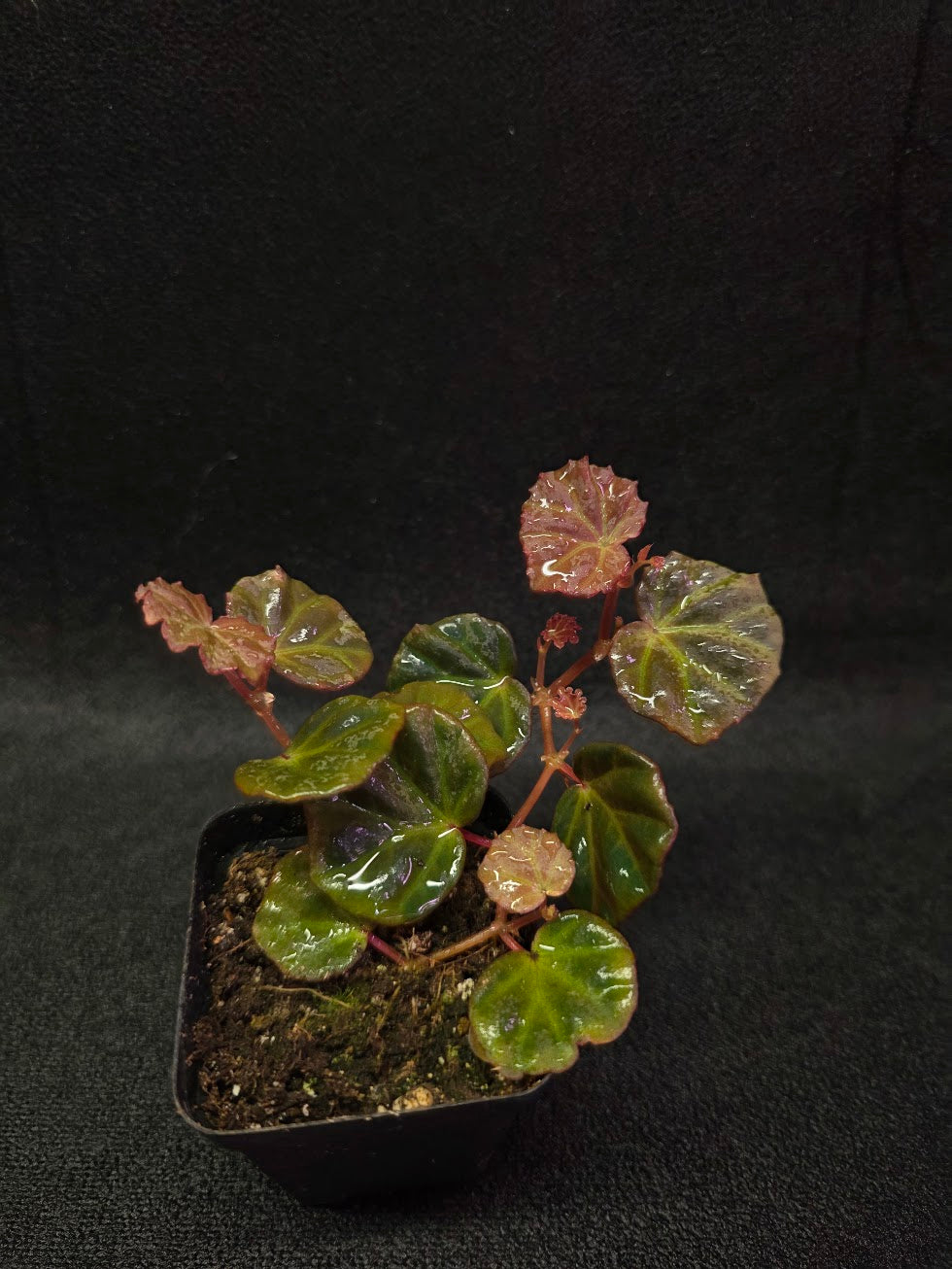 Begonia Sarawak #01