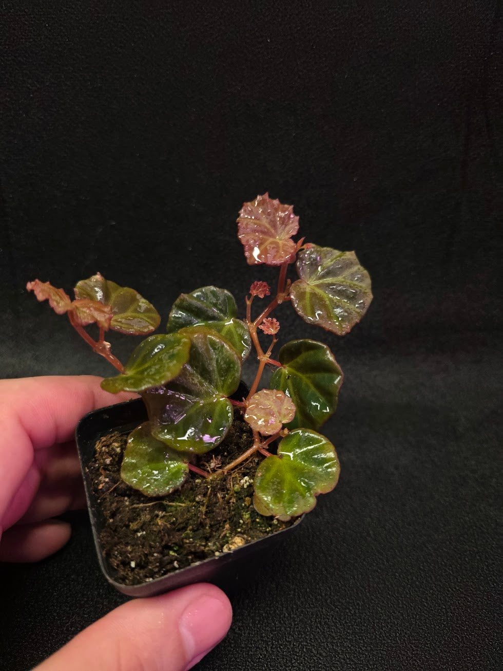Begonia Sarawak #01