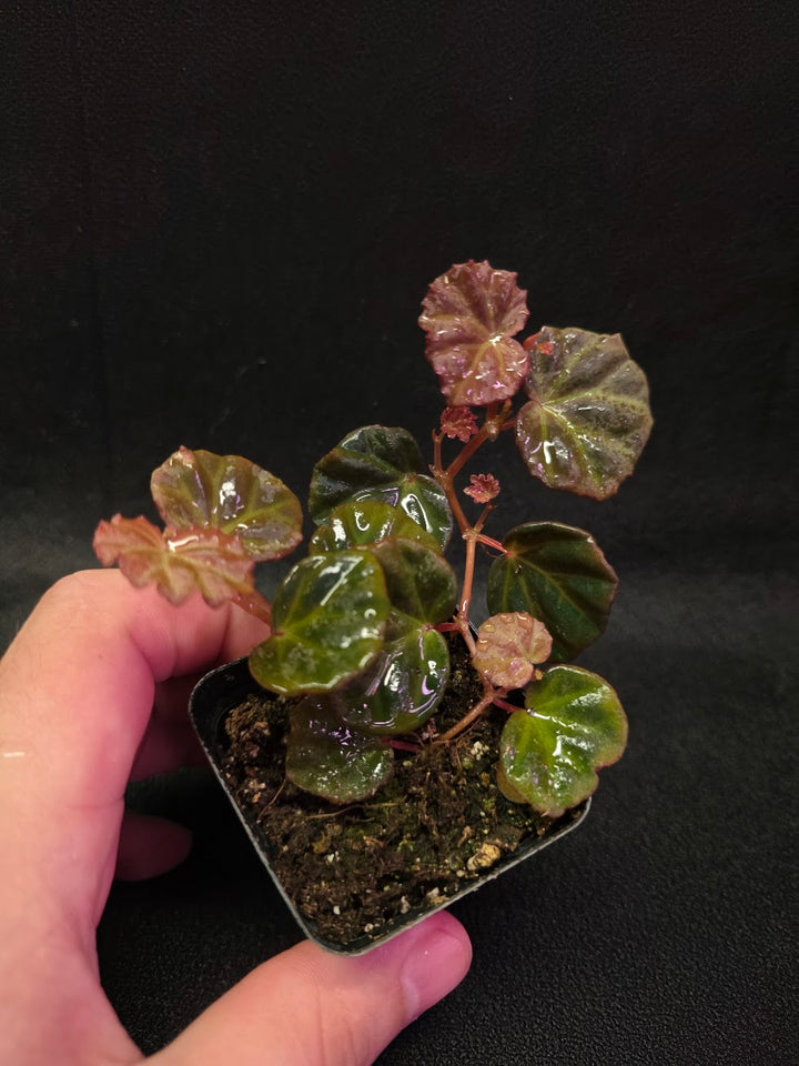 Begonia Sarawak #01